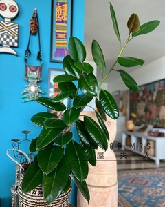 绿金刚橡皮树盆栽ins北欧风办公室内外桌面植物大叶子