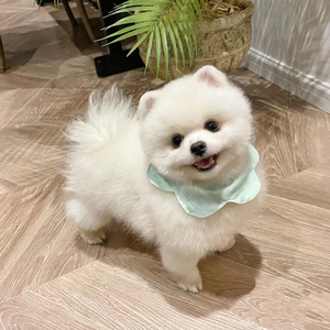 茶杯犬博美幼犬俊介宠物狗狗活物长不大小狗博美犬幼体小型犬活体