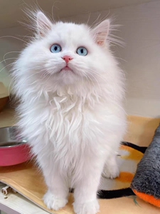 山东狮子猫异瞳狮子猫长毛波斯猫白色临清狮子猫黄瞳蓝瞳纯种活体