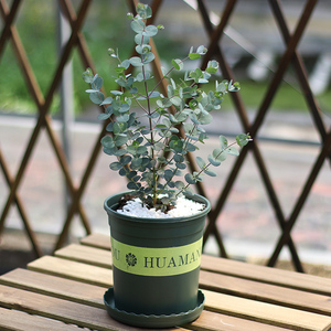 470人付款淘宝新品加利盆栽植物多花桉银叶桉银水滴花苗花卉桉树带w