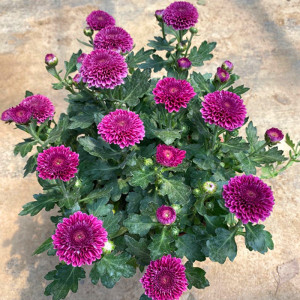 千头菊盆栽带花苞四季开花菊花大苗重瓣雏菊乒乓菊室外耐寒植物.