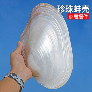 天然大珍珠蚌壳超大贝壳拍摄道具海螺鱼缸造景装饰摆件果盘餐盘
