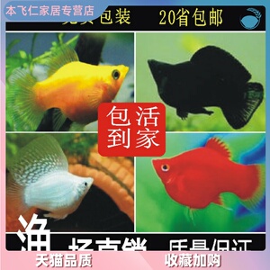 胎生鱼胎生鱼活体金银黑玛丽皮球金银球玛丽鱼胎生热带观赏鱼活体