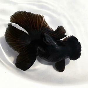 金鱼活体 精品黑蝶尾观赏鱼 碳黑反翘熊猫蝶冷水鱼包活包邮好养活