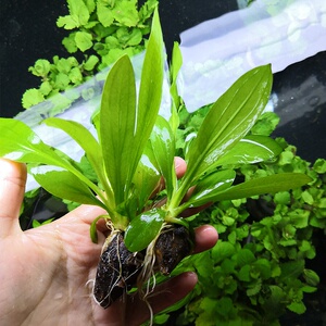 不用泥的水草皇冠草青旦头鱼缸造景水草活体阴性好养水下叶植物