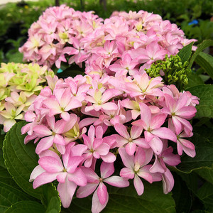 绣球花含盆盆栽