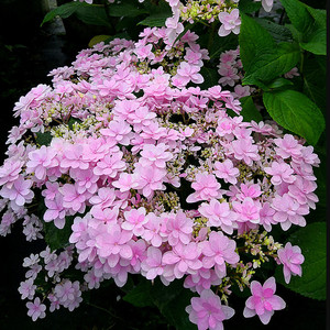 绣球花小町
