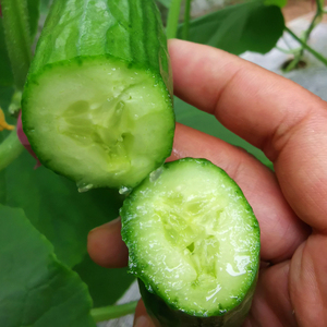 水果小黄瓜新鲜5斤当季青瓜生吃农家蔬菜瓜时令脆嫩清甜整箱包邮