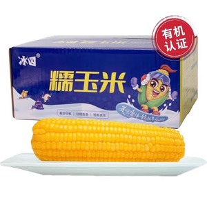 冰国黄糯玉米有机鲜食玉米真空包装软糯香甜10根/盒东北原产食品