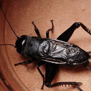 油葫芦活体黑虫活体新蜕鸣虫包风险叫虫包邮包风险买送保温箱