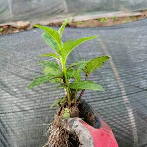 新奇红果参蜘蛛果树苗稀有金花果中人参南北种植地栽盆栽当年结果