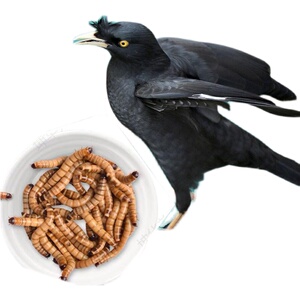 八哥幼鸟活体大麦虫黑八雏鸟林鸟食海八亲人500g饲料活体幼鸟包活