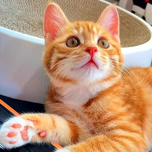 橘猫幼崽猫小橘猫网红猫咪活物中华田园猫幼猫中国桔猫宠物猫橘猫