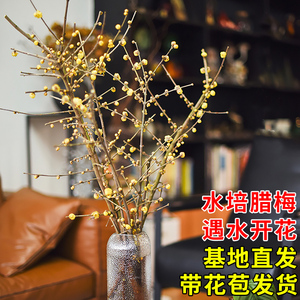 腊梅鲜花梅花水养水培植物插水开花鲜切花盆栽植物干枝花枝条干