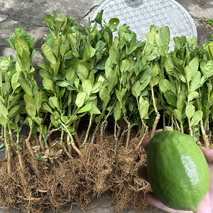 香水柠檬树苗广东香水柠檬无籽苗柠萌嫁接常绿果树苗木四川成森苗