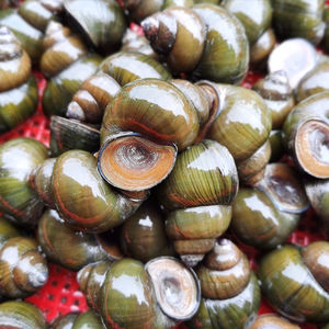 4斤装大田螺现捞生大螺丝新鲜活体鲜活田螺肉泥螺货损包赔包邮