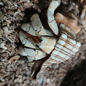 陆生易养草莓灰白寄居蟹淡水观赏蟹活体懒人宠物螃蟹中通包邮包活