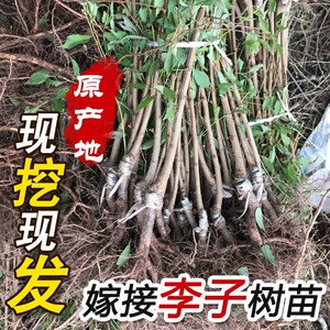 (正宗)四川李子果树苗子南方种植蜂糖早晚熟青脆李子苗新品种超甜