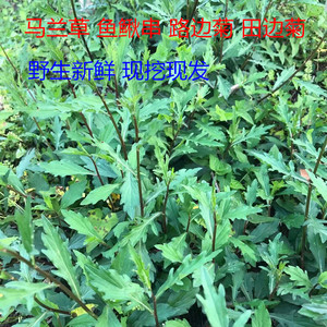 四川内江野生新鲜鱼鳅串 马兰草 路边菊 田边菊 现挖现发500g包邮