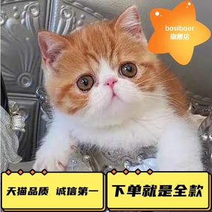 红小胖同款电影版加菲猫活体纯种异国猫短毛猫宠物波斯大脸猫幼猫