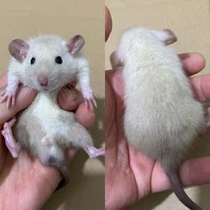 花枝鼠活体宿舍宠物活物网红萌宠小型动物可爱家养亲人包邮