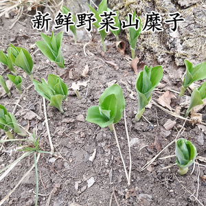 山糜子根苗野菜苗新鲜纯天然绿色菜现挖山菜发甜菜蘸酱菜苗100棵