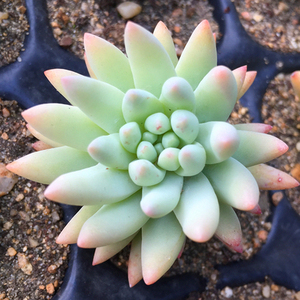 多肉植物稀有多肉琥珀玉露室内盆栽老桩群生防辐射绿植花卉