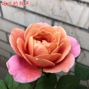 欧月灌木月季苗遥远的鼓声月季花苗大花浓香庭院阳台盆栽四季开花