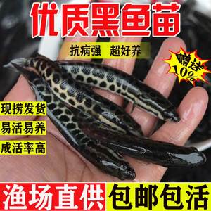 黑鱼苗淡水养殖食用好养乌鳢生财鱼苗活体冷水观赏鱼小批发乌鱼苗