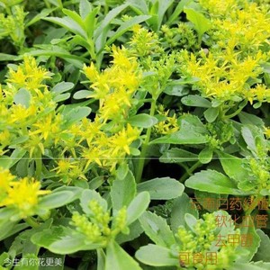 云南白药盆栽绿植室内美化好养易活可食用去甲醛净化空气开花绿