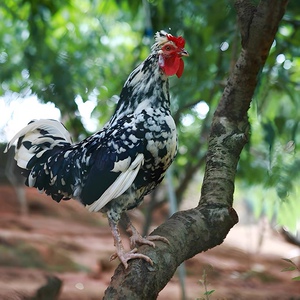 半斤贵妃鸡小鸡幼鸡活鸡下蛋鸡散养包邮包活到家活体发货公鸡母鸡