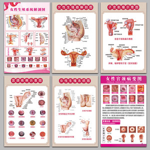 004人付款天猫妇科解剖图女性生殖系统解析挂图医院子宫解剖门诊宣传
