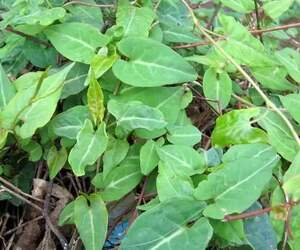 农家野生何首乌叶子  夜交藤叶子 纯叶 自然晒干无杂质500克包邮