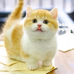 曼基康矮脚猫橘白幼崽宠物猫幼猫短腿猫咪活物活体纯种橘黄色眼睛