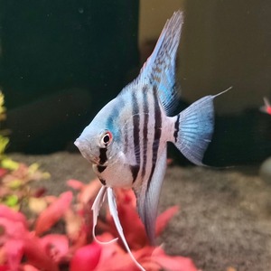 【蓝魔鬼燕鱼】蓝魔鬼燕鱼品牌,价格 - 阿里巴巴