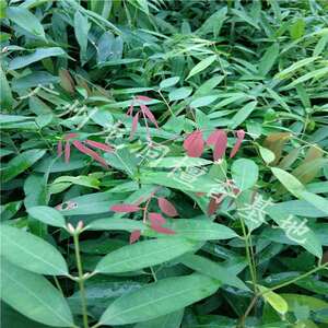 铁力木树苗铁梨木树苗带土带叶包邮发货