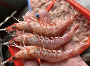 樱花虾深海船冻刺生级 3斤/3盒 每斤约35条非常脆又鲜甜野生海虾
