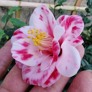 孔雀精灵玉之浦友之浦茶花苗日本进口新品茶花卉阳台庭院耐寒植物