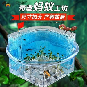 蚂蚁宠物王国超大