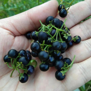 正宗龙葵果包邮野生新鲜顺丰500g 黑天天 野葡萄冰鲜运输坏单包赔