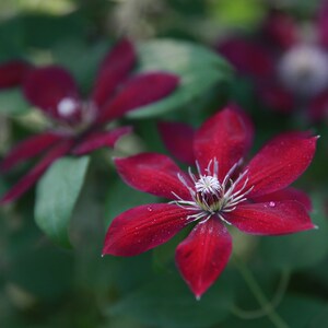 鸣翔月季园艺 中国红 铁线莲攀援爬藤花苗阳台庭院植物盆栽花卉