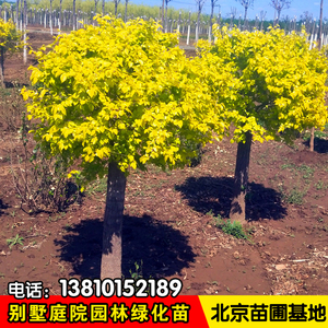 基地直销矮杆金叶榆树矮接金叶榆彩叶灌木高杆金叶榆球