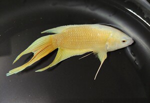 中国斗鱼白化蓝火焰改良国斗鱼 观赏鱼活体宠物