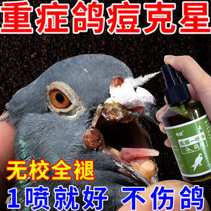鸽豆鸽子药治鸽痘鸽子嘴角眼角长痘鸽痘药特效第一名鸽子身上长痘