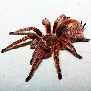 网红宠物蜘蛛爬虫巴西所罗门金直间智利火红玫瑰橙巴布温顺好养