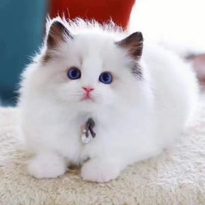 布偶猫幼猫纯种海双宠物猫幼崽网红小型仙女猫活幼体蓝双猫咪活物