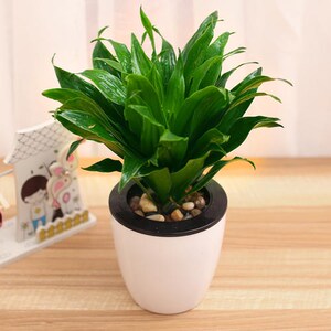 水培植物太阳神花草绿植盆栽植物桌面阳台花卉醛植物四季种植