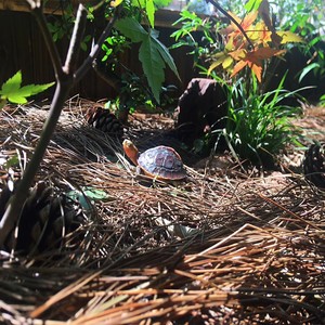 天然松针黄缘龟饲养箱生态造景植物垫材半水龟环境装饰养殖缸专用