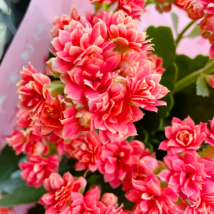 【长寿花珊瑚】长寿花珊瑚品牌,价格 - 阿里巴巴