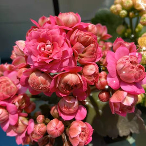 唐卡/惊艳(昊景货,口径11cm,整体高20cm左右)稀有长寿花重瓣